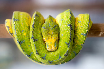 green snake