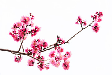 Vibrant Pink cherry blossom or sakura