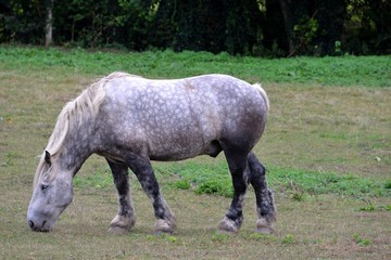 Obraz premium Cheval 