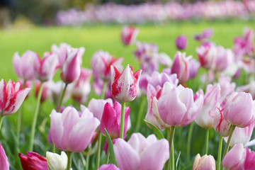 Colorful tulips