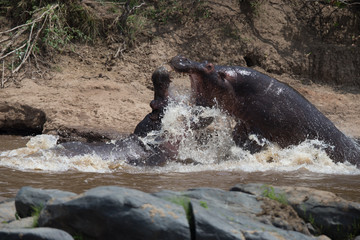 Two fighting hippos; Hippopotamus amphibius; South Africa