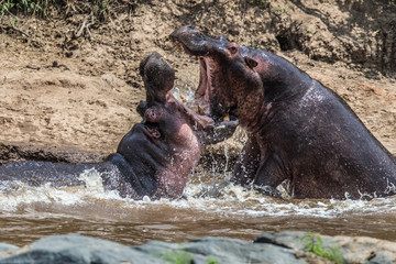 Two fighting hippos; Hippopotamus amphibius; South Africa