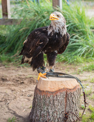 Steppenadler sitzt auf einem Baumstumpf beim Falkner