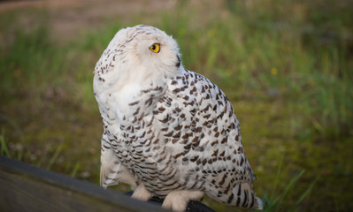 Steppenadler sitzt auf einem Baumstumpf beim Falkner