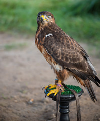 Steppenadler sitzt auf einem Baumstumpf beim Falkner