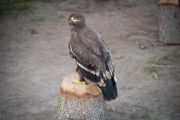 Steppenadler sitzt auf einem Baumstumpf beim Falkner