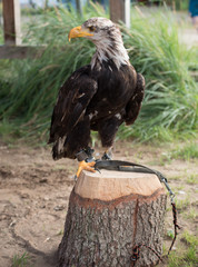 Steppenadler sitzt auf einem Baumstumpf beim Falkner