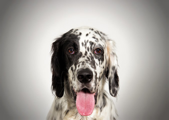 portrait setter dog looking