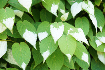Actinidia polygama liana green and white foliage