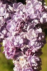 Obraz premium Purple lilac flowers close up vertical