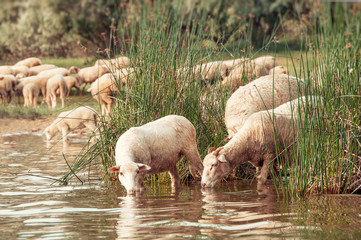 Flock of sheep on a watering hole.  Sheep drinking water on the shore of the lake.