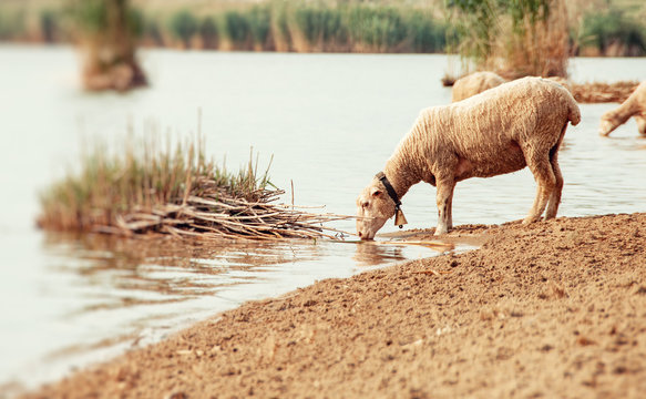 Sheep on a watering hole.  Sheep drinking water on the shore of the lake. Lamb with bell