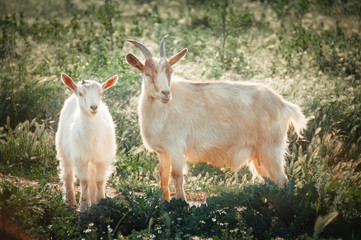 Mother and kid goats in pasture.  Domestic goats outdoor.  Free range farm.