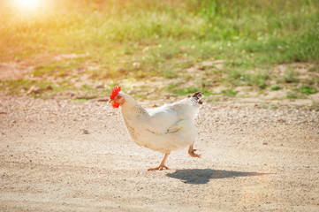 White hen in nature , free range, without antibiotic and hormone free farming.  Free range poultry farm.