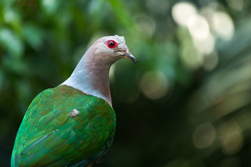 Pink neck green pigeon