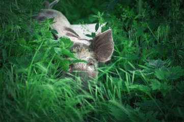 Cute piglet walking on grass in spring time. Pigs grazing at  meadow under.  Organic agriculture natural background