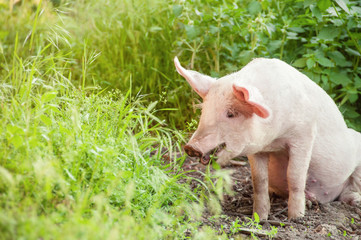 Cute piglet walking on grass in spring time. Pigs grazing at  meadow under.  Organic agriculture natural background