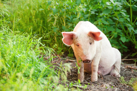 Cute piglet walking on grass in spring time. Pigs grazing at  meadow under.  Organic agriculture natural background