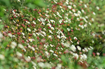 Fleurs des champs