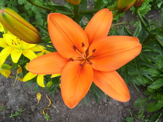orange flower