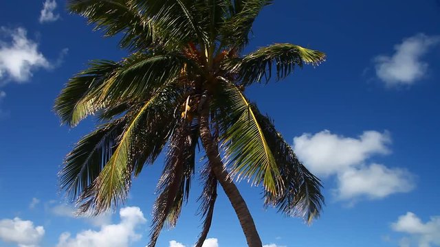 Palm tree blowing in the wind on a blue sky with clouds.