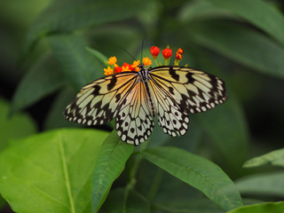 A butterfly with black and white wings, sitting on a plant with small red flowers.