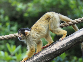 A squirrel monkey descending from a branch.