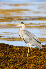 Grey Heron standing near the sea in the early morning