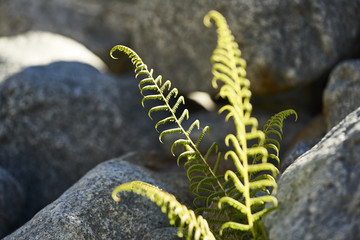 Ein Wurmfarn (Dryopteris) zwischen Granitblöcken im Tal des Morteratschgletschers im Oberengadin