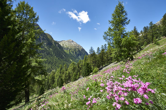 Jupiter-Lichtnelke (Silene flos-jovis) an einem blumigen Steilhang im Val Bever im Oberengadin