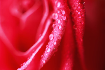 rose close-up with drops of water. dew on a flower