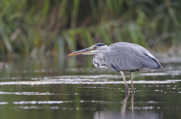  Grey Heron