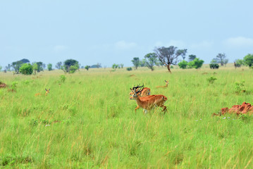 Fototapeta na wymiar Antelopes reedbuck, Uganda, Africa