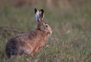 European Hare, 