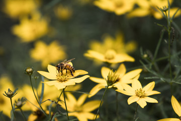 a honeybee pollinating flowers