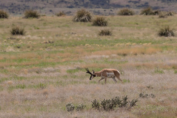 Pronghorn antelope Buck on the Priaire