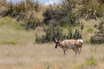 Naklejka na ściany i meble Pronghorn antelope Buck on the Prairie