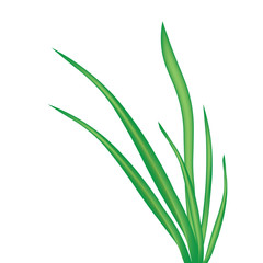 blade of grass isolated on white background- vector illustration