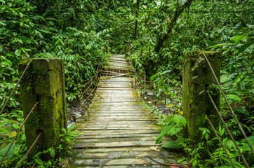 Beautiful wooden bridge in hill rain forest with moisture plant, located in Mindo