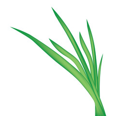 blade of grass isolated on white background- vector illustration