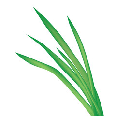 blade of grass isolated on white background- vector illustration