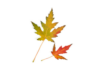 Autumn dry yellow leaves