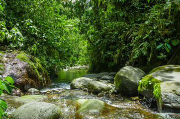 Beautiful creek flowing inside of a green forest with stones in river at Mindo