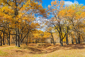 autumn oak forest