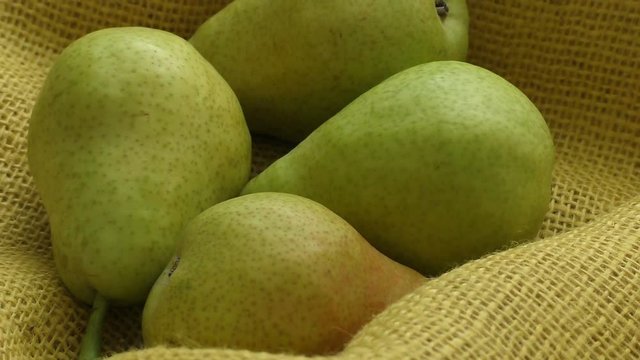 Fresh organic pears on yellow sacking. Pear autumn harvest. Juicy flavorful pears of rustic background. 
