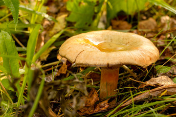 accumulation of dew in the mushroom cap on a summer morning