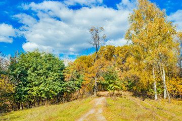 Fototapeta na wymiar road in a autumn forest