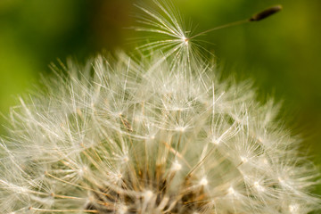 aerial dandelion on a warm summer day