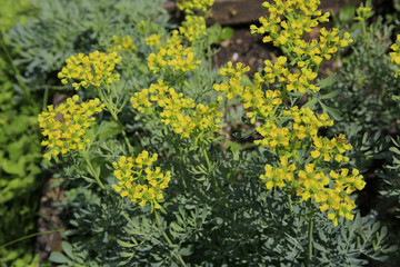 Weinraute (Ruta graveolens), Blüten