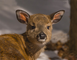 White-tailed Deer - 170460932